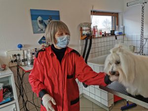 Toilettage de chien