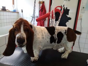 Toilettage de chien